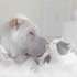 <p><span>Паддингтон породы шарпей и белый кот Батлер</span></p>