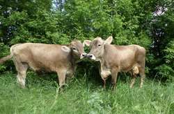  У холдингу «Укрлендфармінг» пояснили, як підвищують рентабельність тваринництва 