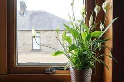 Названы самые полезные для здоровья комнатные растения