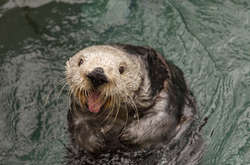 Американский зоопарк опубликовал рентгеновские снимки своих жителей