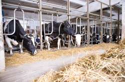 Орієнтовна вартість будівництва становить 15 млн грн.