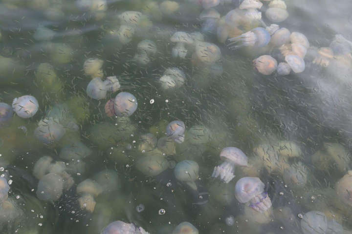 Нашестя медуз на одеському узбережжі (фото)