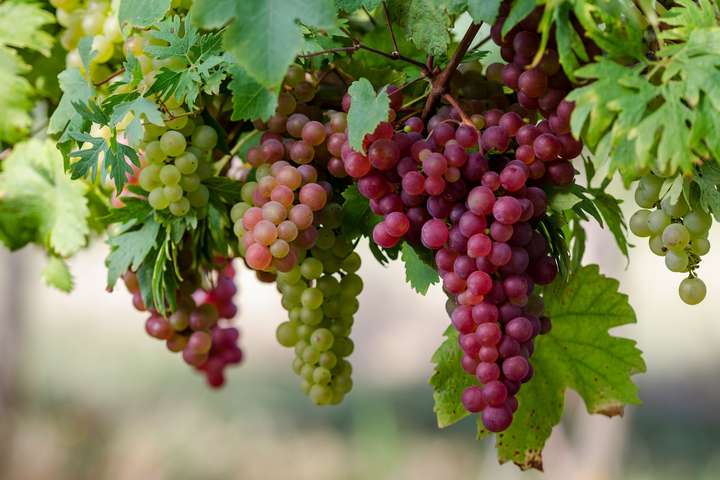 Грузія зібрала рекордний за історію незалежності урожай винограду