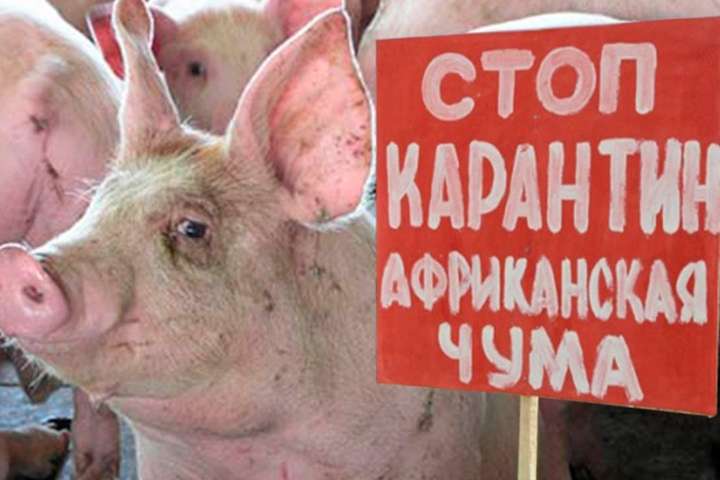 В Україні зафіксовано новий спалах африканської чуми свиней