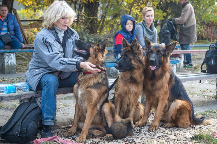 Международная выставка собак в Одессе: милые фото хвостатых участников
