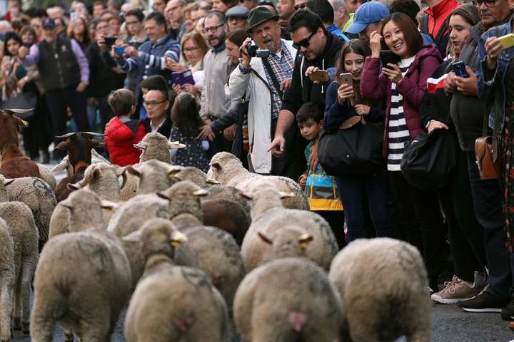 На вулиці Мадриду вийшли сотні баранів та овець