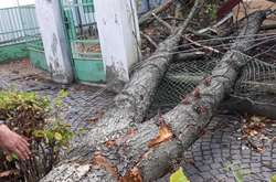 В Ужгороді буревій повалив дерева і пошкодив будівлі