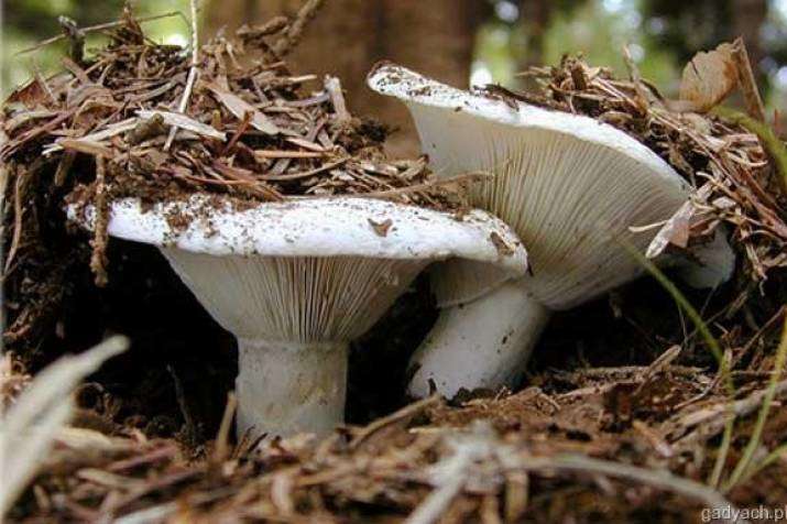 На Запоріжжі п'ятеро людей отруїлися грибами 