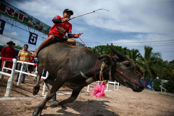 «Buffalo Race Festival». Як виглядають перегони на буйволах в Таїланді