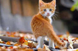 В Україні на вихідних місцями потепліє до +20°C 