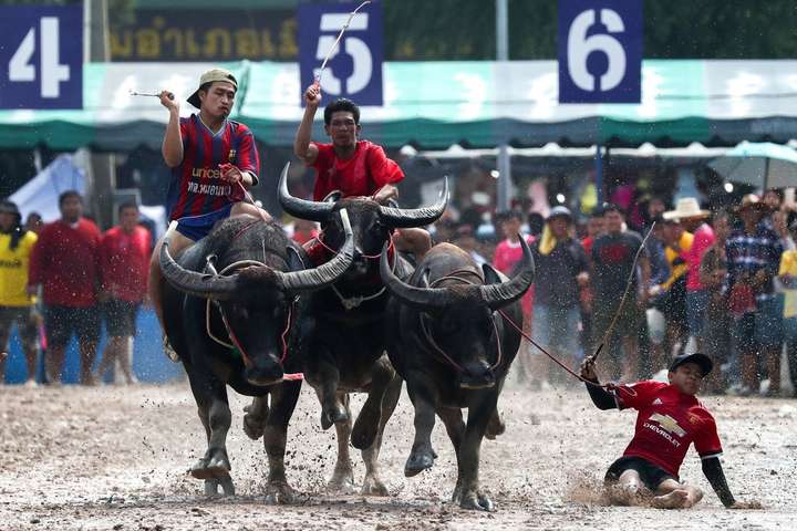 «Buffalo Race Festival». Как выглядят брутальные гонки на буйволах в Таиланде