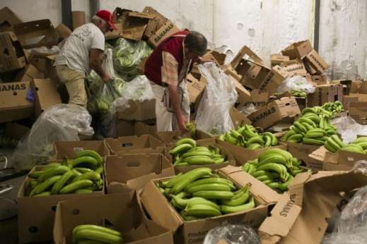 В Іспанії у бананах знайшли 6 тонн кокаїну