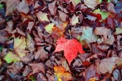 До України повертається тепло, але періодично йтимуть дощі