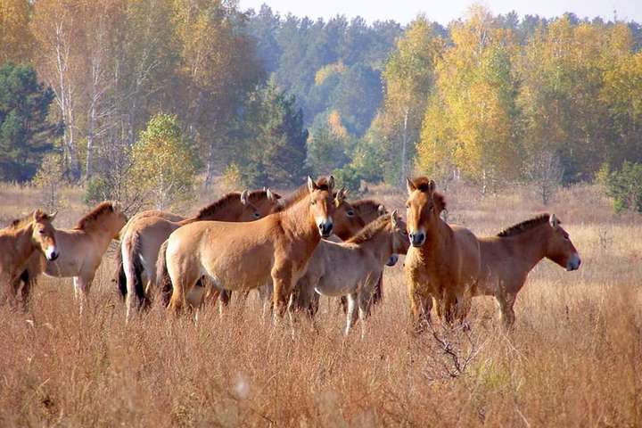 У Чорнобильській зоні прижилися коні Пржевальського 