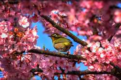 У центрі Києва з’явиться алея сакур