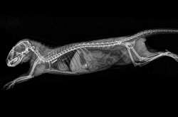 В США зоопарк опубликовал рентгеновские снимки животных к Хеллоуину