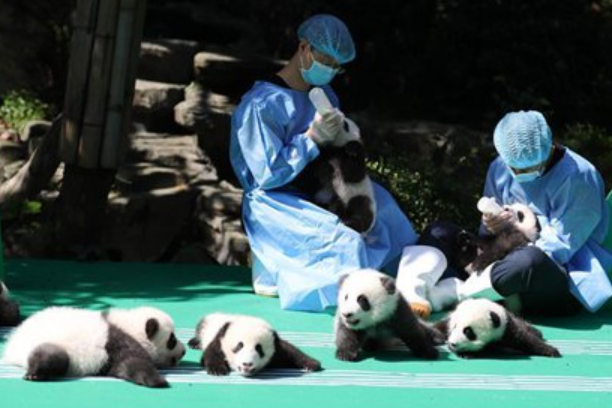 В Китае посетителям заповедников запретили фотографировать и кормить панд