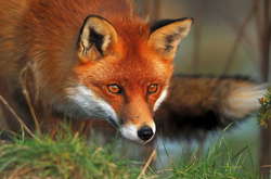 Дика лисиця забігла у сарай на Старому місті