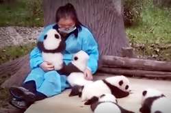 Туристам у Китаї заборонили фотографуватися з пандами