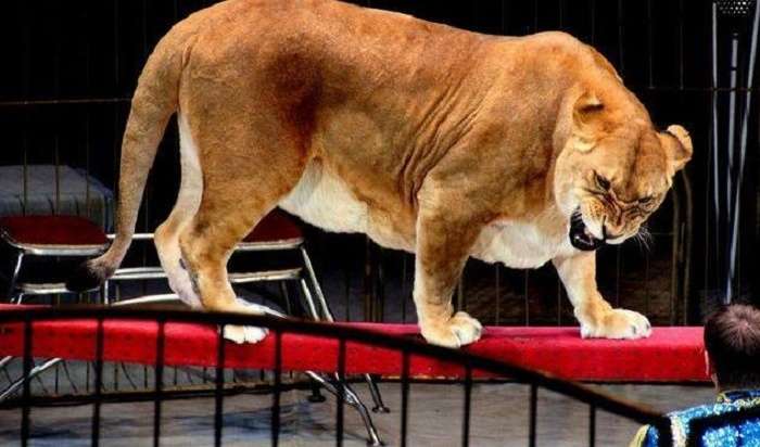 У Росії левиця напала на дівчинку в цирку
