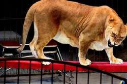 У Росії левиця напала на дівчинку в цирку