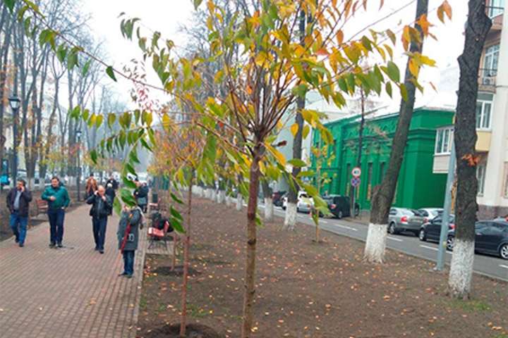 У центрі Києва висадили алею сакур (фото)