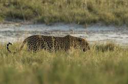 Неймовірні світлини диких тварин, зроблені фотографом з США