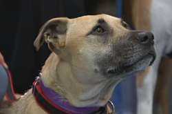 Через особливість кровообігу собаки можуть здавати кров частіше, аніж люди 