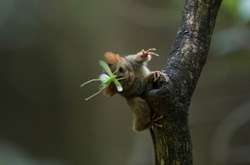 Невероятные фотографии диких животных, сделанные натуралистом из США