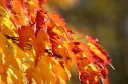 Жовтень ще порадує киян теплом