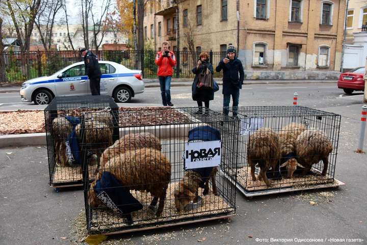 В Москві до редакції газети підкинули овець з написом «преса»
