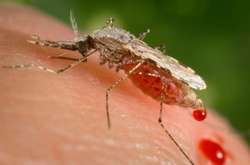 Всі випадки малярії у Києві