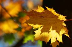 Жовтень у Києві виявився одним з найтепліших за останні 137 років