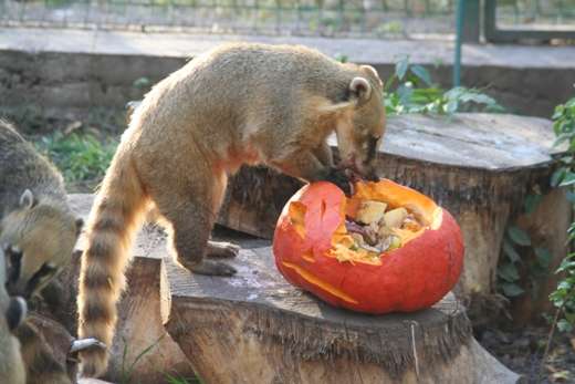 В Одеському зоопарку провели осіннє свято - День гарбуза