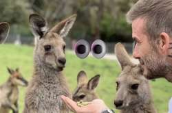 Дэвид Бэкхем растрогал сеть фото с коалами