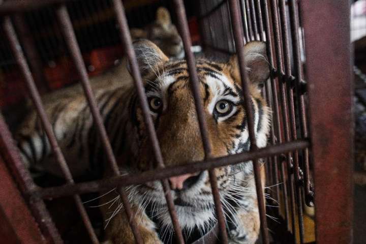Португалія заборонила використовувати диких тварин у цирках 