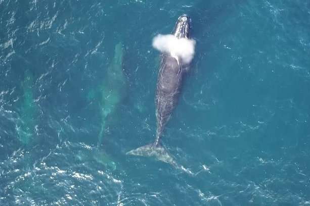 Учені підрахують китів у Середземному морі за допомоги знімків з космосу 