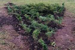 На Виноградарі невідомі крадуть із клумб кущі ялівцю (фото)