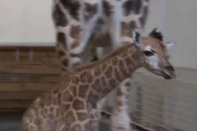 В Одеському біопарку народилося дитинча жирафа
