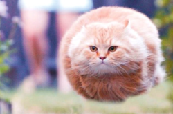 Художник создает скульптуры из мемов животных