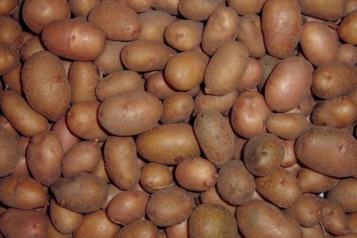 Африці не підійшла українська картопля через її низьку якість