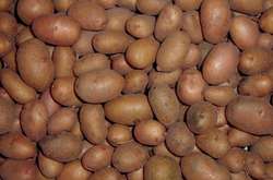 Африці не підійшла українська картопля через її низьку якість