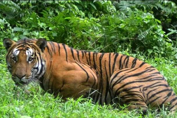 Популярні парфуми допомогли спіймати тигрицю, яка вбила 13 людей