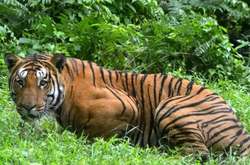 Популярні парфуми допомогли спіймати тигрицю, яка вбила 13 людей