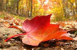 Погода на неділю: без опадів, місцями до +22