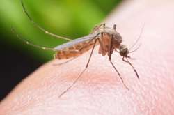У країнах Євросоюзу стрімко поширюється вірус Західного Нілу