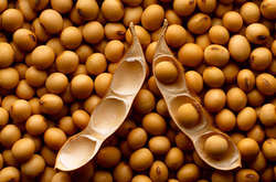 Половина вирощеної в Україні сої є генетично модифікованою – дослідження