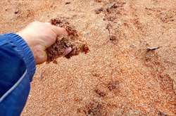  Відсів з кукурудзи 