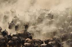 Переправа гну через реку в Африке: очень тонкая грань между жизнью и смертью