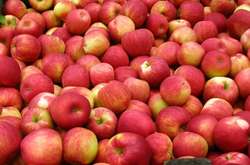 Українець організував постачання санкційних продуктів до Росії